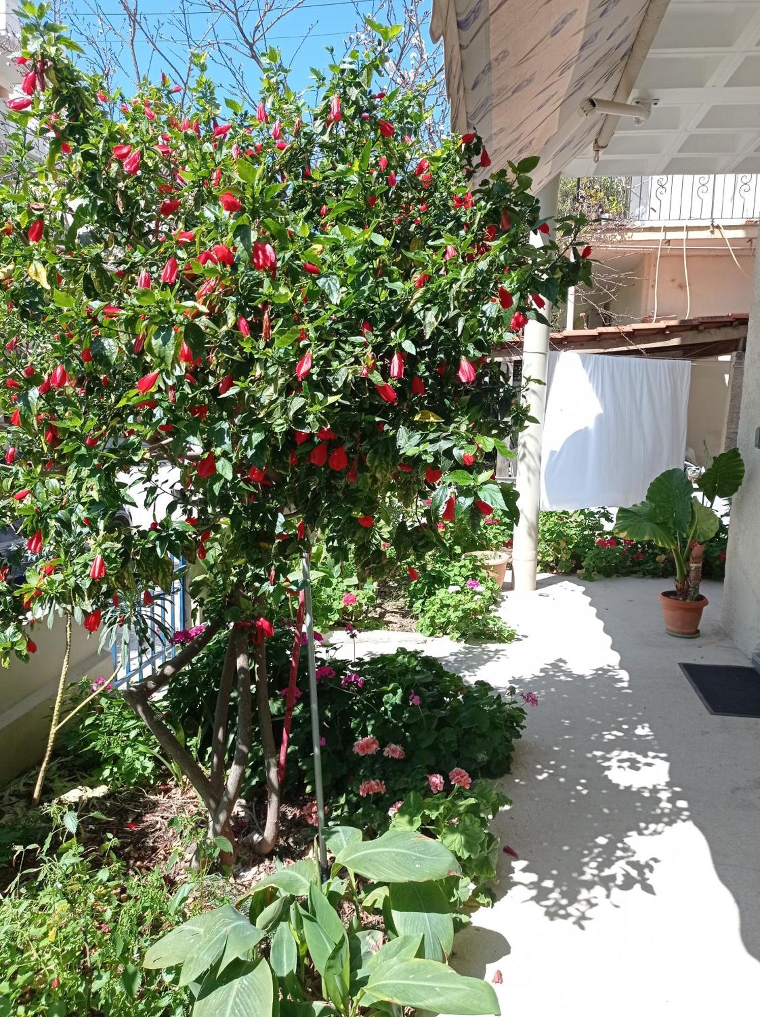 Tasos Seagull Apartments Chrissi Akti Chania Exterior foto